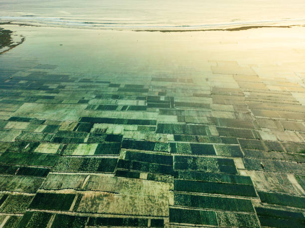 istock Top view of the patterned seaweed plantations, Bali, Indonesia 1657500450