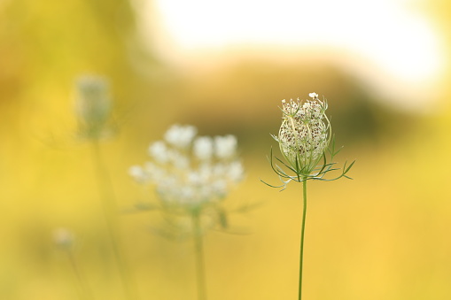 Some daucus carota flowers in Summer at sunset