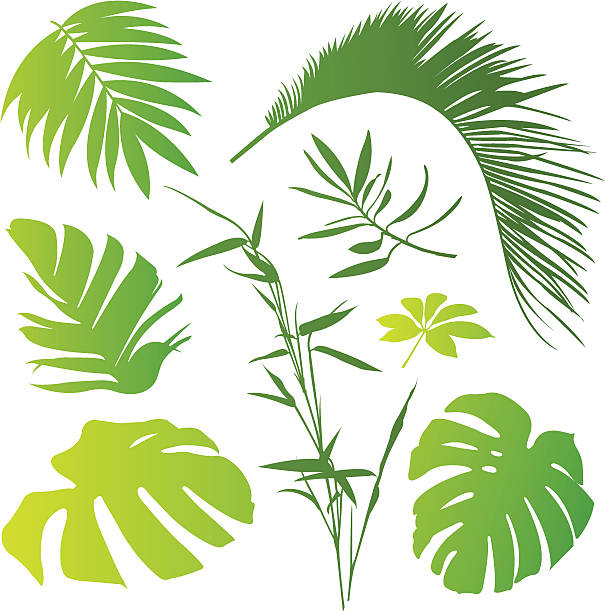 Tropical elements III vector art illustration