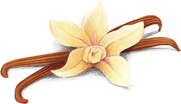 Vector illustration of vanilla sketch