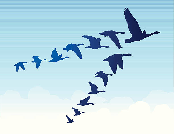 gęsi flying south - stado ptaków ilustracje stock illustrations