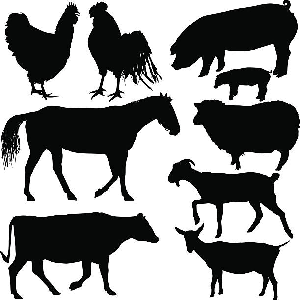 bauernhof tiere silhouetten - livestock isolated young animal chicken stock-grafiken, -clipart, -cartoons und -symbole