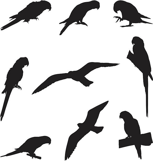 Perched parrots and other birds Perched parrots and other birds tropical bird stock illustrations