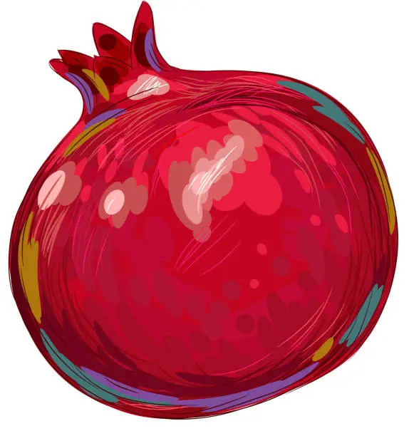 Vector illustration of Fresh Pomegranate Isolated on white