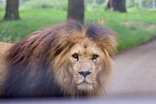Male Lion staring at Camera - Knowsley Safari Park