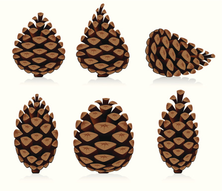 Set of Pine Cone. Vector Illustration.