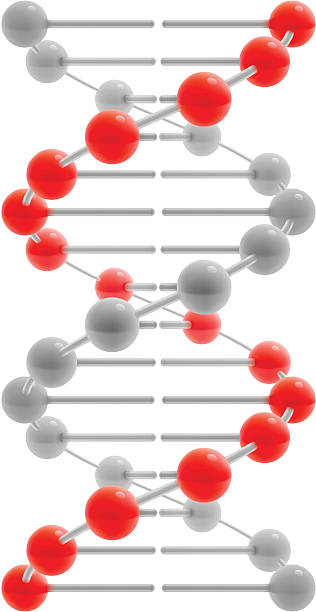 ilustrações de stock, clip art, desenhos animados e ícones de adn - dna helix helix model symmetry