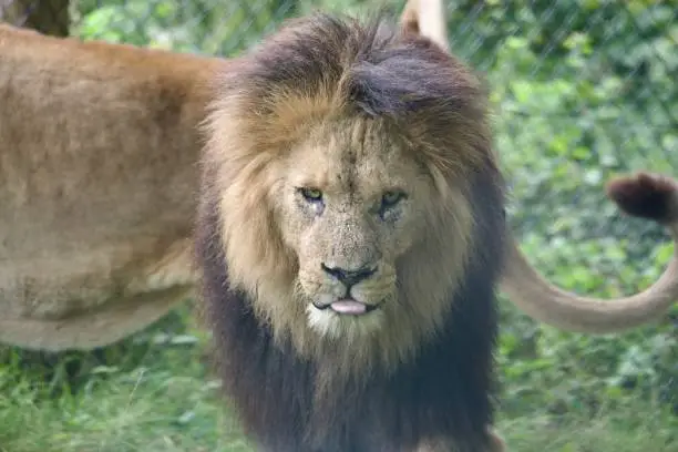 Photo of Male Lion staring at Camera - Knowsley Safari Park