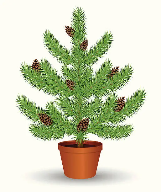 Vector illustration of Pine Tree in a Pot