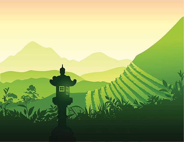 ilustrações de stock, clip art, desenhos animados e ícones de chá verde campo - bettafish
