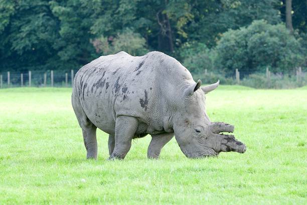 istock White rhinoceros Knowsley Safari Park 1657508127