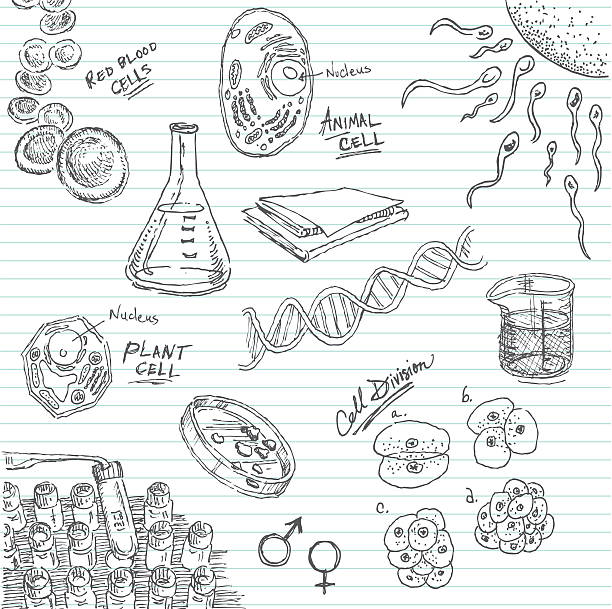 Life in a Petri Dish Doodle Hand-drawn doodle pencil sketch of various subjects covered in a Biology lab or genetics lab. Items included: beakers, sperm and egg, cells, DNA, petri dish culture and notebooks. Lined paper is on layer that can be easily removed. All items are grouped and on layers for easy adjustment. XL 5000x5000 jpeg included. laboratory drawings stock illustrations
