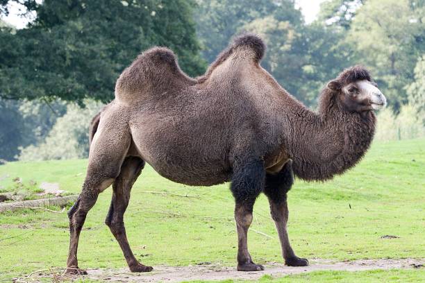 istock Bactrian Camel brown 2 humps - Knowsley Safari Park 1657509691