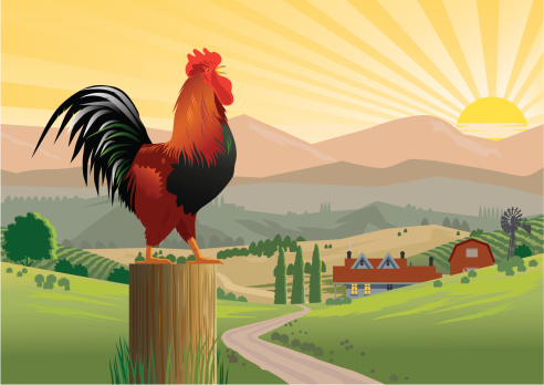 Crowing Rooster at dawn, on a post with farmhouse and mountains in background. Rooster and post on separate layers and can be deleted. Art is easily edited. Download also includes a high-res jpeg.