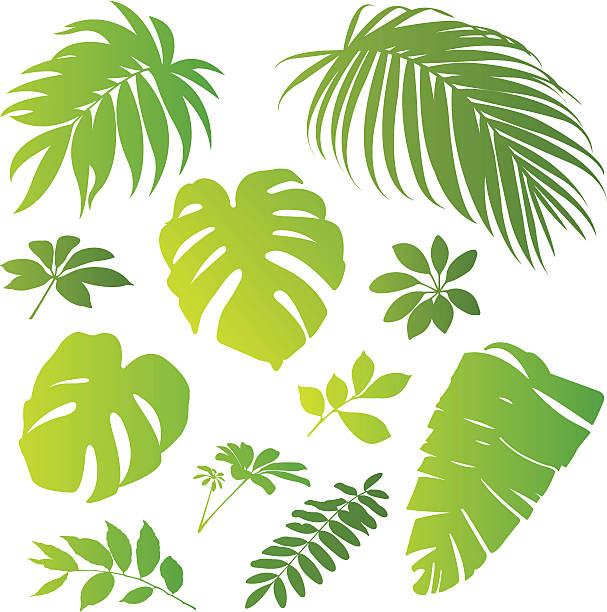 ilustrații de stoc cu elemente tropicale ii - frunză de palmier