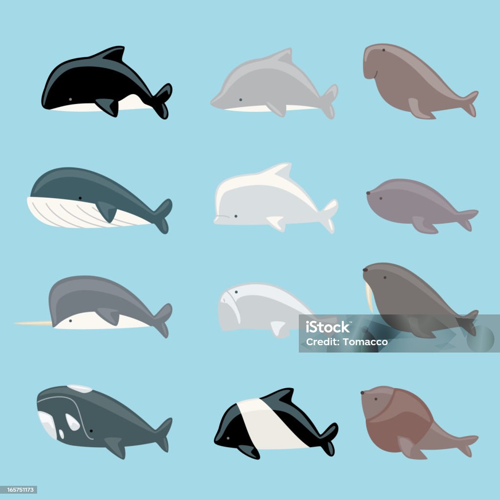 Marine mammals collection Marine mammals icon collection, with whale, dolphin, manatee, beluga, killer whale, narwhal, walrus, sea lion, blue whale vector illustration. Beluga Whale stock vector