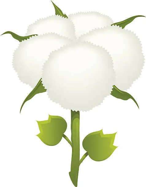 Vector illustration of Cotton boll