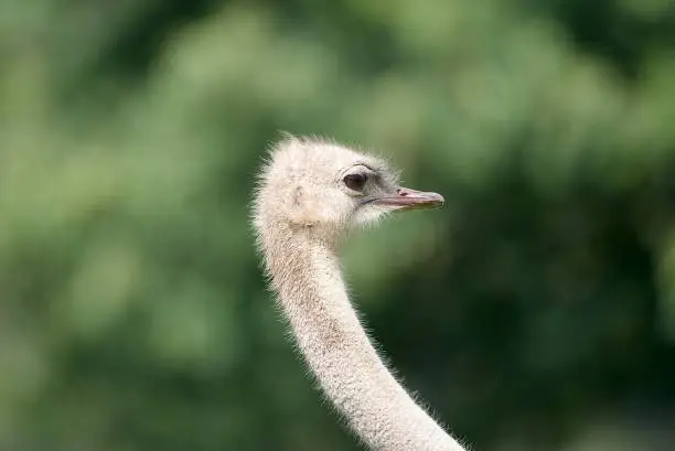Photo of Emu bird Knowsley Safari Park