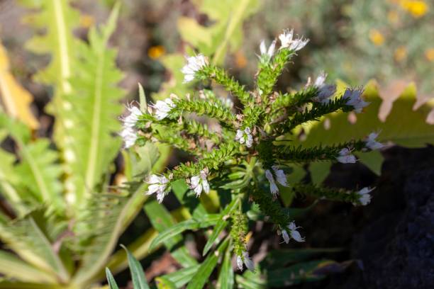 istock Inflorescence of an Echium brevirame shrub 1657514546