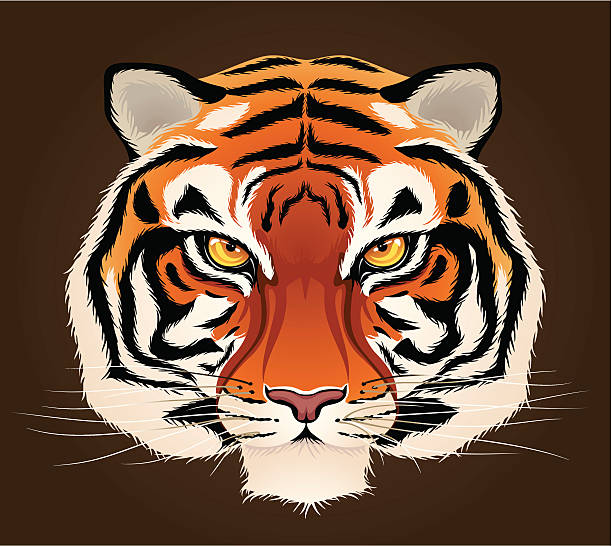 Tiger's Head vector art illustration