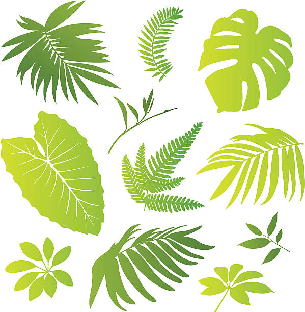Tropical elements I vector art illustration
