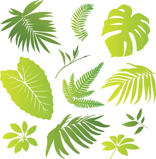 Vector illustration of Tropical elements I