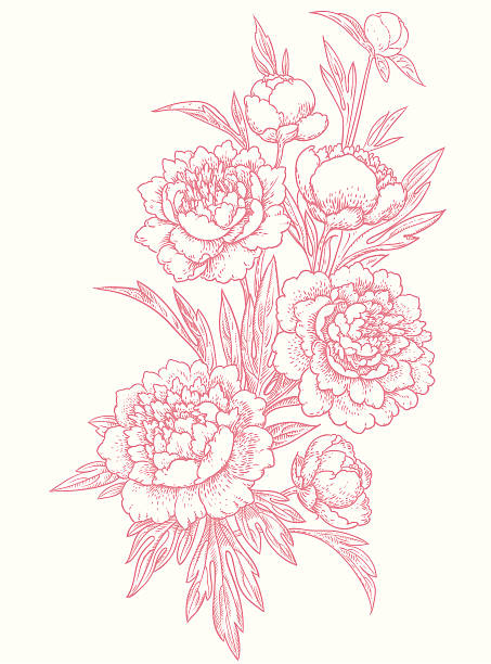 illustrazioni stock, clip art, cartoni animati e icone di tendenza di peonie, clip art. - peony