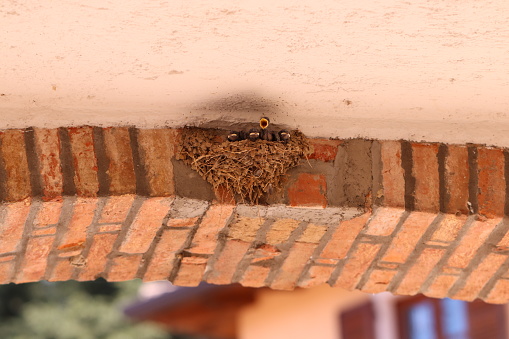 A swallow nest with Little Bird inside with open beaks