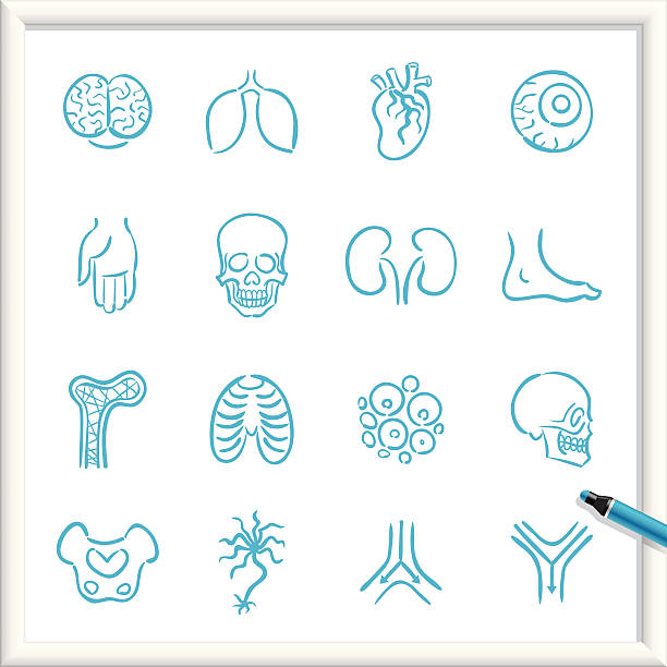 illustrations, cliparts, dessins animés et icônes de croquis icônes-anatomie - renal vein