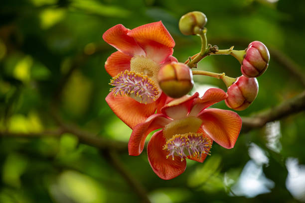 istock Flowering cannonball tree in the summertime 1657522967
