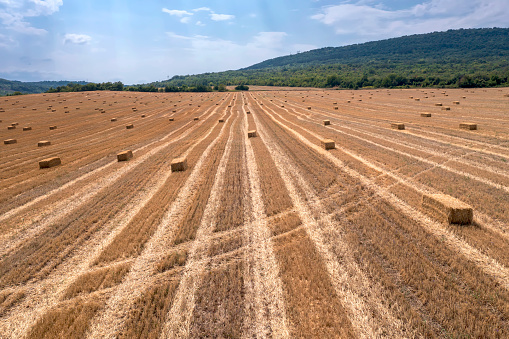 Straw rolls on the field, Algarve region, Portugal
