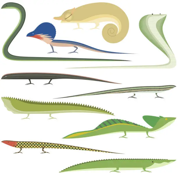 Vector illustration of Reptile Cartoon Reptiles types set