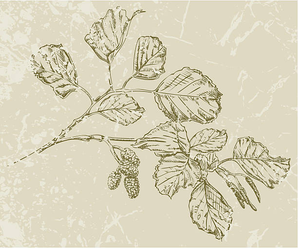 Alder Branch Drawing Hand drawn vector illustration of an alder branch /twig with male and female catkins in pen & ink style. alder tree drawing stock illustrations