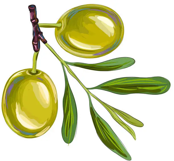 Vector illustration of Fresh Olives isolated on White