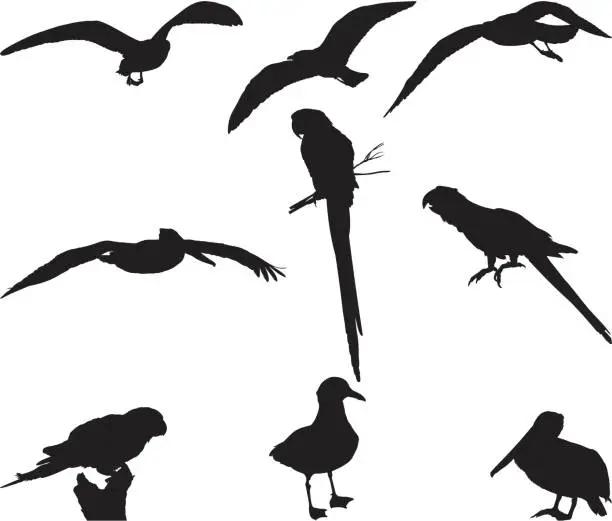 Vector illustration of Assorted bird silhouettes