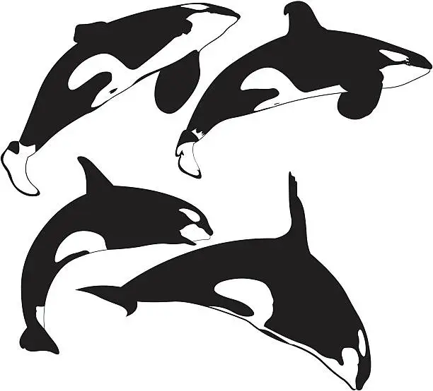 Vector illustration of Killer whales