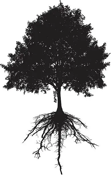 Vector illustration of Tree and roots