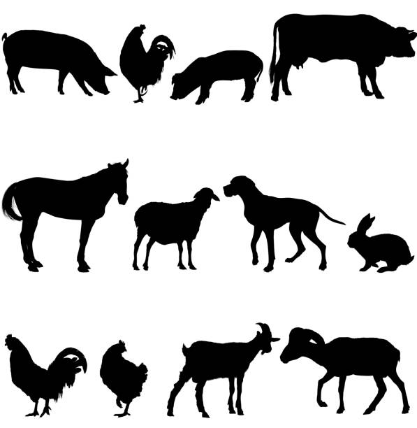 haustier-silhouette - livestock isolated young animal chicken stock-grafiken, -clipart, -cartoons und -symbole