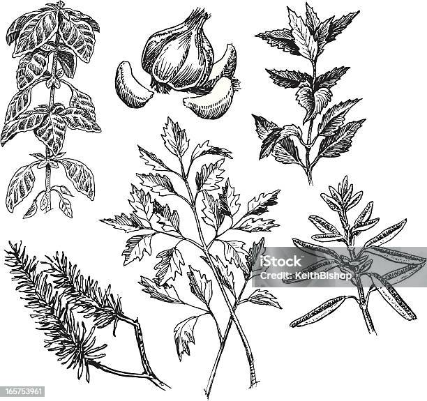 Spices Mint Garlic Parsley Rosemary Basil Sage Stock Illustration - Download Image Now