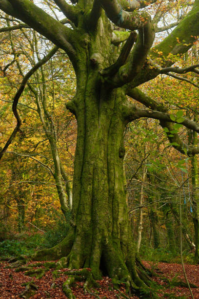 istock Autumn forest, trees stand tall and leaves change colour 1657540536