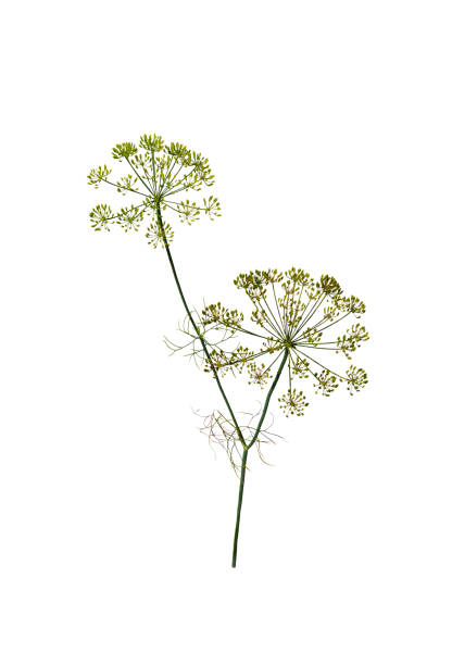 istock Branch of fresh green dill herb 1657541066
