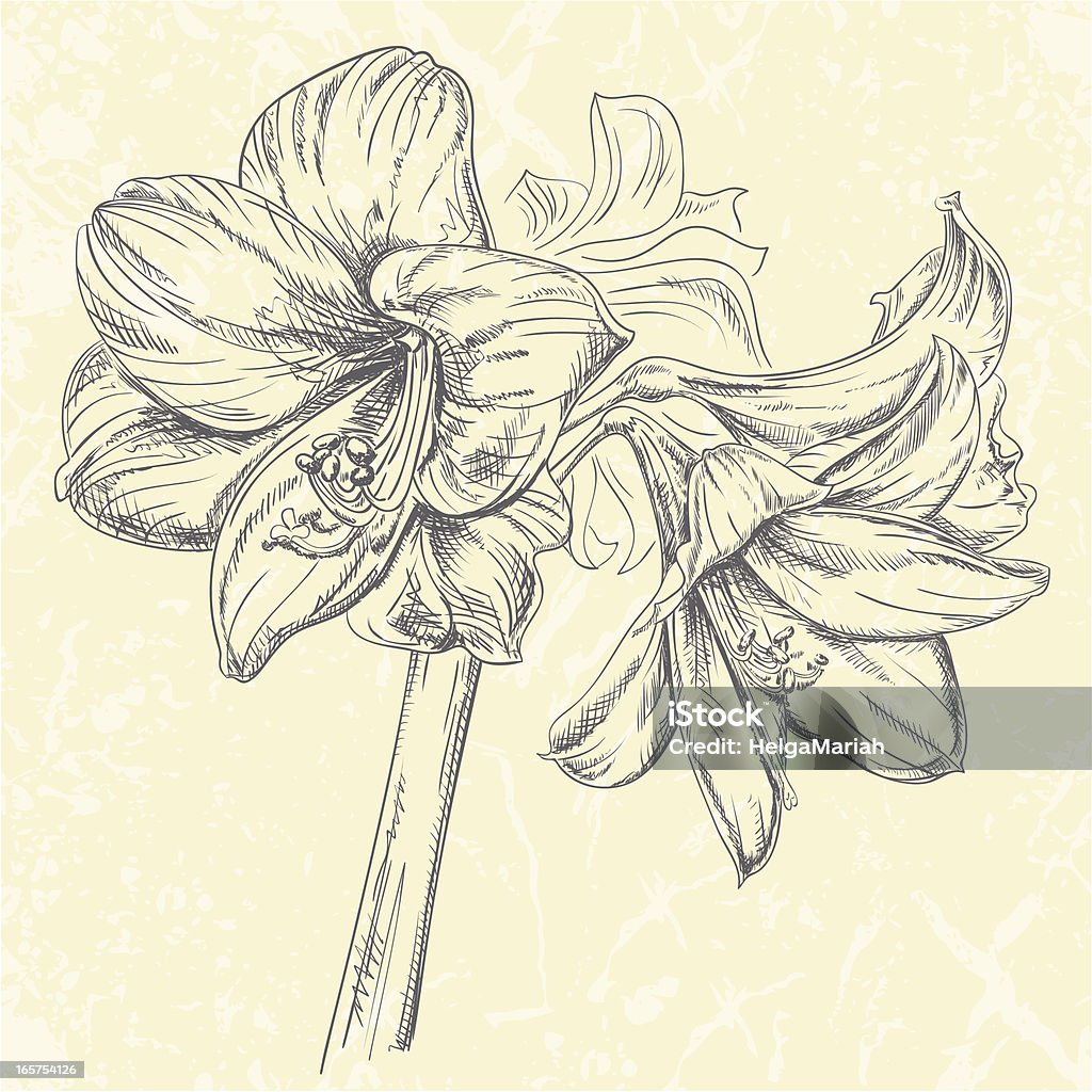 Amaryllis Flower Drawing Hand drawn vector illustration of Amaryllis flowers in pen & ink style. Strokes are expanded and combined into one single shape.  Amaryllis stock vector