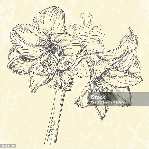 Amaryllis Flower Drawing Stock Illustration - Download Image Now - Amaryllis, Illustration, Decoration