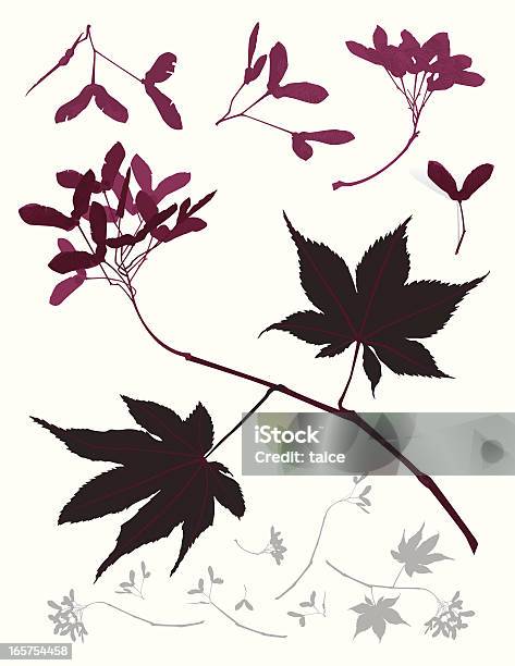 Лифс Семена Японский Клен Дерево — стоковая векторная графика и другие изображения на тему Кленовое семечко - Кленовое семечко, Клён дланевидный, Векторная графика