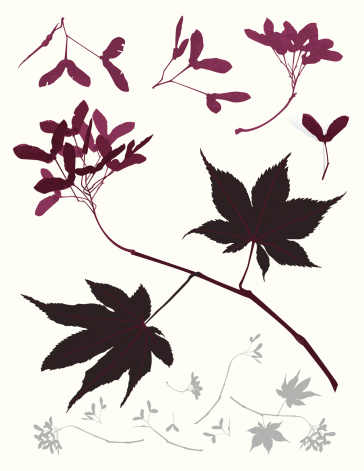 color illustration of  Japanese maple tree in maroon autumn colors - seeds, branch and leafs as a design elements and Silhouette  of the same elements....