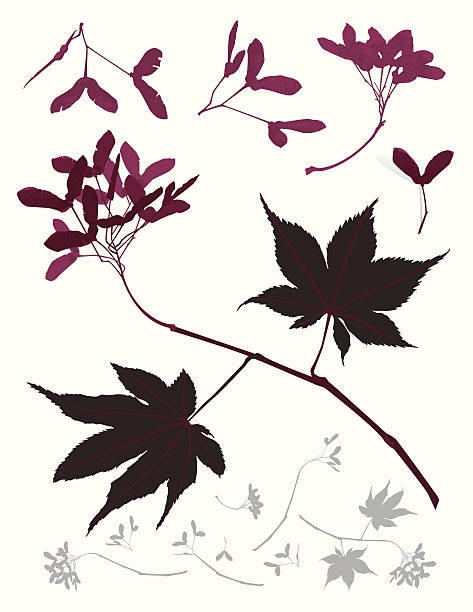 Leafs Seeds Maple Japanese Tree color illustration of  Japanese maple tree in maroon autumn colors - seeds, branch and leafs as a design elements and Silhouette  of the same elements.... maple keys maple tree seed tree stock illustrations