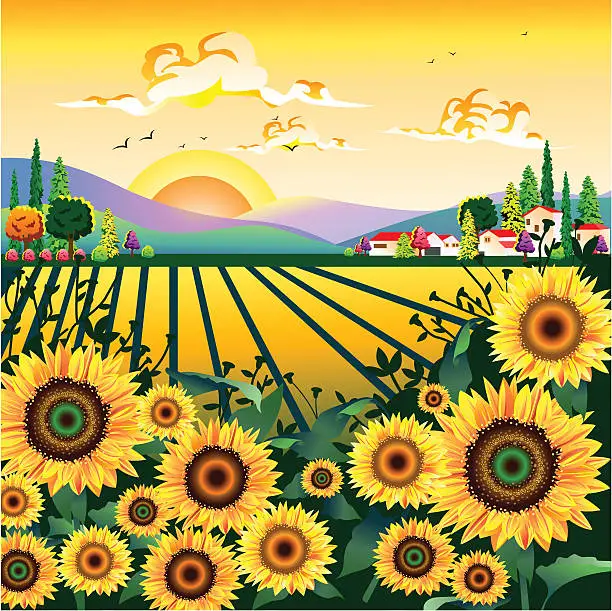 Vector illustration of Sunflower Garden