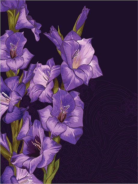 라일락 글라디올러스 - gladiolus stock illustrations