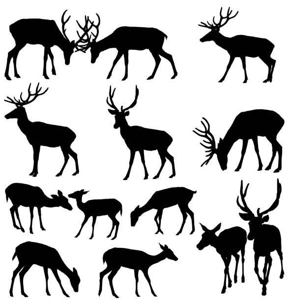 Deer Silhouette Deer Silhouette doe stock illustrations