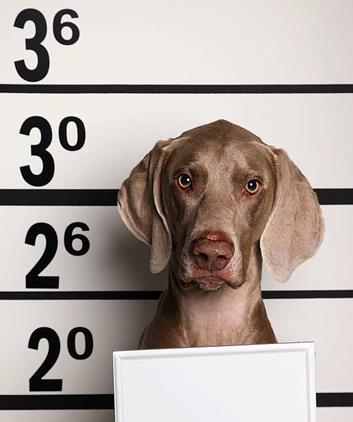istock Mugshot of a Dog 165755009